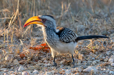 One southern yellow-billed hornbill on the ground