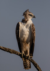 One immature martial eagle perched on a branch with clear blue sky bakground
