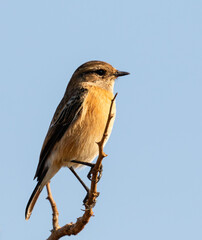 One female african stonechat perched on a branch with clear blue sky background