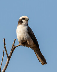 Portrait of a southern white-crowned shrike perched on a branch with clear blue sky background