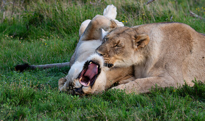 Two lionesses playing on green grass. One lioness with an open mouth