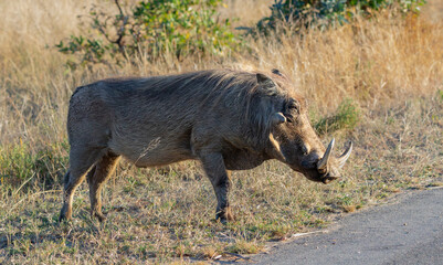 One warthog with big tusks standing in long grass