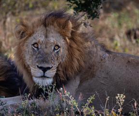 Obraz premium Portrait of a male lion looking at camera