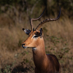 Portrait of an impala ram in the early morning light