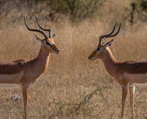Two impala rams facing each other