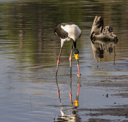 Saddle-billed stork with a frog in its beak with the reflection in the water