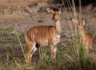 One nyala ewe with a calf in the wild