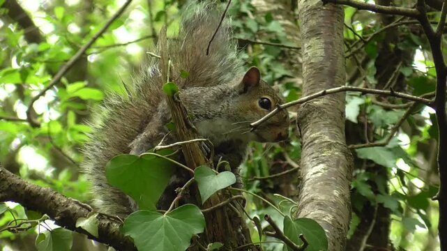 Grey Squirrel (Sciurus carolinensis) Perched in a Tree on a Windy Day in Summer in U.K.