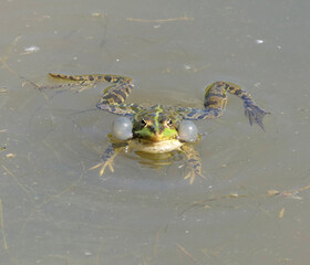 Frog  in pond with vocal sacks expanded