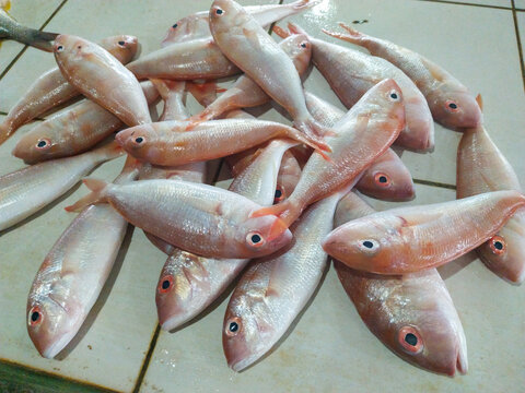 Fresh Red Snapper Fish Displayed on Market Floor