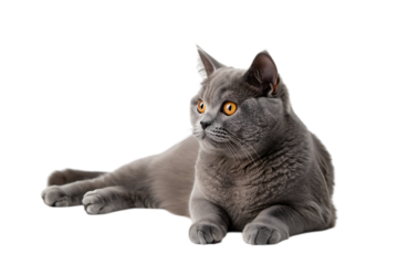 A Short Haired Domestic Cat with Beautiful Orange Eyes Lying Down