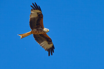 Red Kite Soaring with Wings Outstretched Against Clear Blue Sky