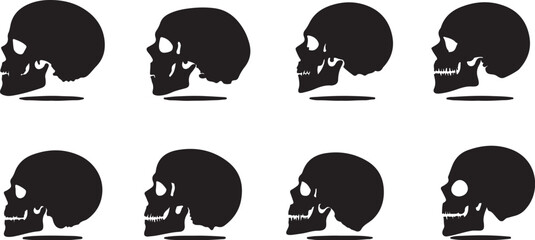 Skull Silhouette Evolution Graphic Vector Anatomy Anatomy Art