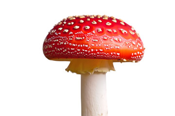 Obraz premium Vibrant Red Mushroom with White Spots Isolated on Black Background