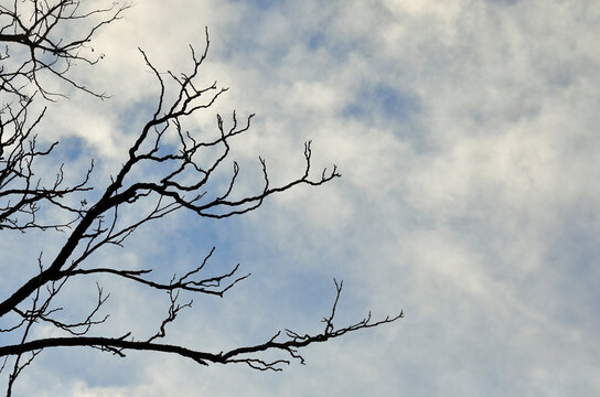Winter leafless tree branches against cloudy bkue sky landscape .Winter,sky ,tree branches silhouette,  nature, environment .