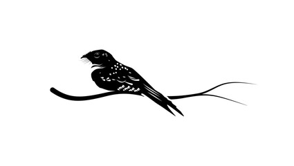 Ocellated Poorwill bird, black isolated silhouette