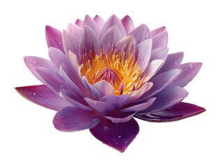 Blooming lotus flower in tranquil water nature. Isolated on transparent background, png.