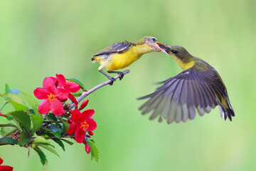 Footage Olive backed sunbird ( Cinnyris jugularis ) feeding chick on exotic flower, Sun-bird ( Cinnyris jugularis ) Female feeding new born chicks on branch, Sun-bird hovering  feeding chick on branch