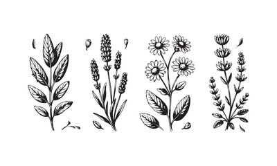 Vintage Engraving Style Illustration of Medicinal and Aromatic Herbs Set