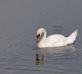Swan bird on lake with reflection