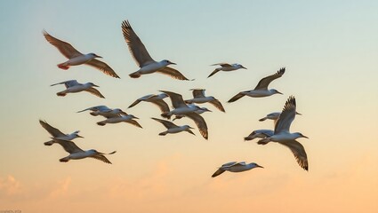 Obraz premium Flock of Geese Flying at Sunset – Majestic Birds Soaring Across Soft Pastel Sky with Warm Golden Light in a Serene Nature Wildlife Scene Capturing Bird Migration in Flight