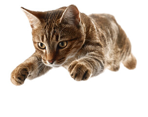 Obraz premium Focused Tabby Cat Pouncing with Intense Gaze and Extended Paws.