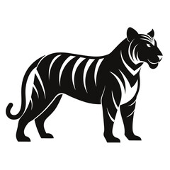 Obraz premium zebra isolated on white background