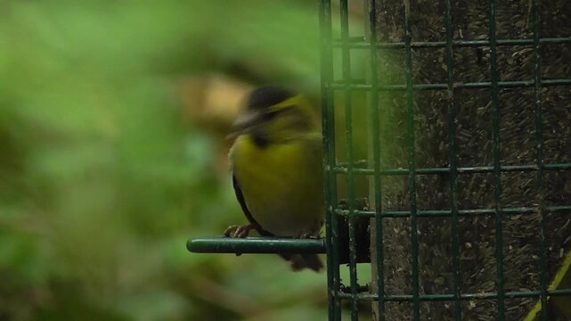 Eurasian Siskin (Spinus spinus) Male on Nyjer Feeder