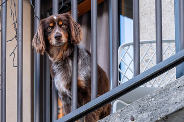 One Brown Dog Watching from Balcony Behind Metal Bars.