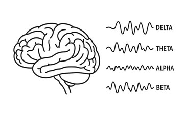 Human brain waves vector illustration. Delta, theta, alpha, beta wave types. EEG infographic for neuroscience, psychology, and mental health. Mind consciousness concept.