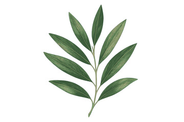 Naklejka premium Realistic green olive leaves vector illustration on a branch. Botanical art of a natural plant. Detailed foliage element isolated on transparent background. Symbol of peace.