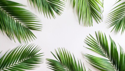 Obraz premium green palm leaf branches on white background flat lay top view