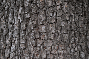 tree bark background