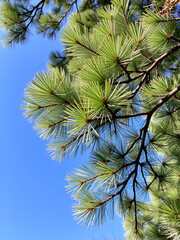 pine