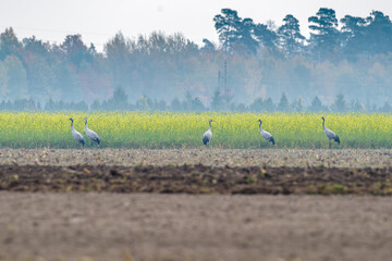 żurawie na polu obok zabudowań © Henryk Niestrój