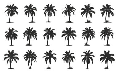 Fototapeta premium Collection of black palm tree silhouettes. Vector icons for tropical design.