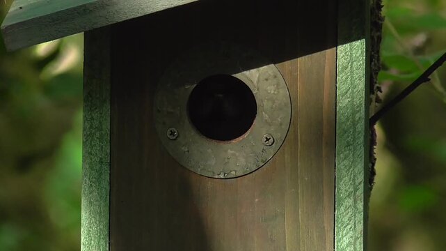 Blue Tits (Cyanistes caeruleus) Leaving a Nestbox in Slow Motion