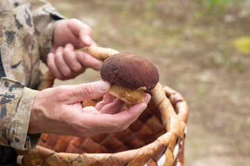 Picking mushrooms in the northern forests of Finland.