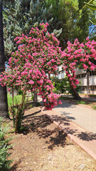 Queen's Crape-myrtle (Lagerstroemia speciosa) with beautiful pink flowers as a nature background