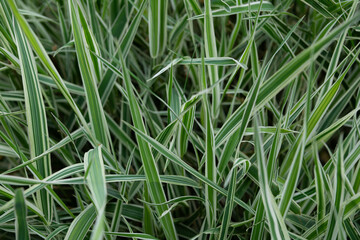green grass with dew drops