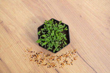 fresh herbs on wooden background