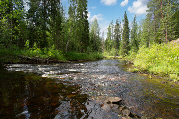 A summer landscape on a small river in the forest.