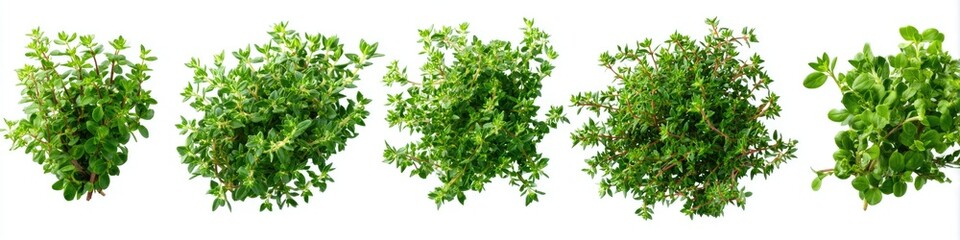 Obraz premium Fresh thyme sprigs, isolated on white