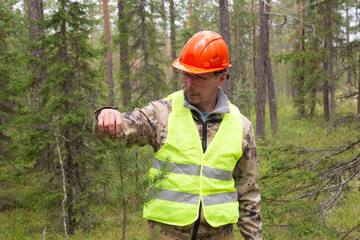 A forest engineer conducts tree research in the forest.