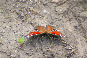  the european peacock butterfly on the ground