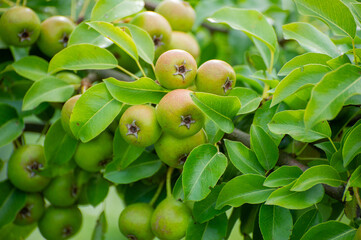 a young unripe apples on a branch