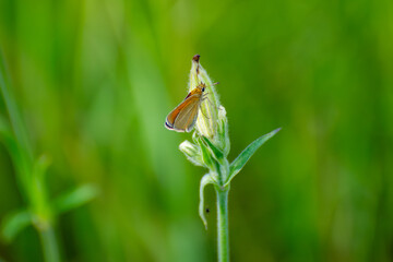 the butterfly thymelicus lineola on the bud of flower