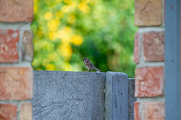 the eurasian tree sparrow perched on a fence