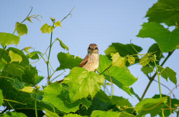 young red-backed shrike perched on a grape  branch against blue sky
