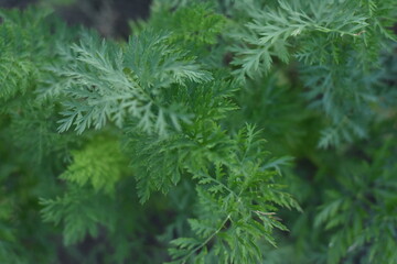 Close-up macro photo of carrot leaves on green background